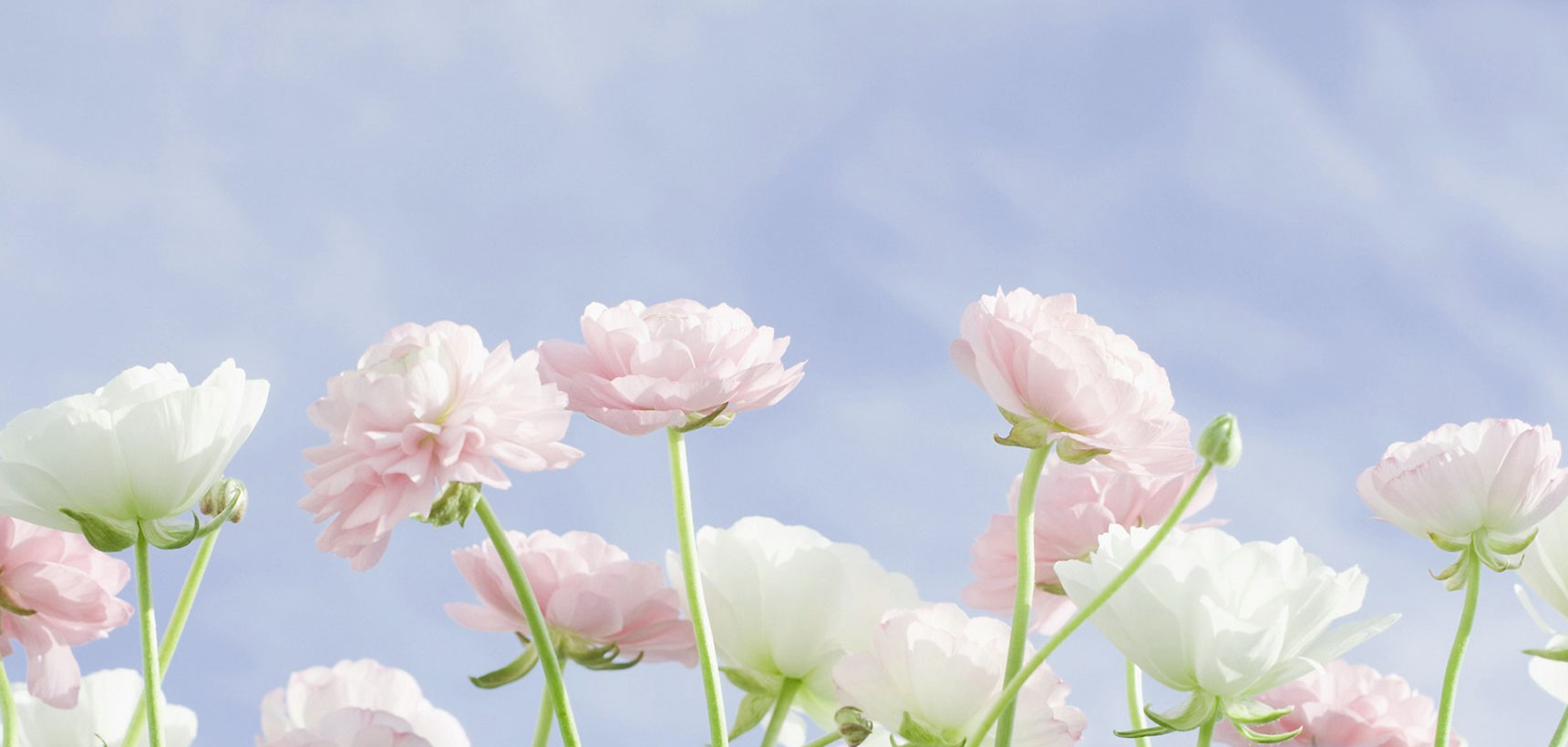Wild Flowers & Celebration